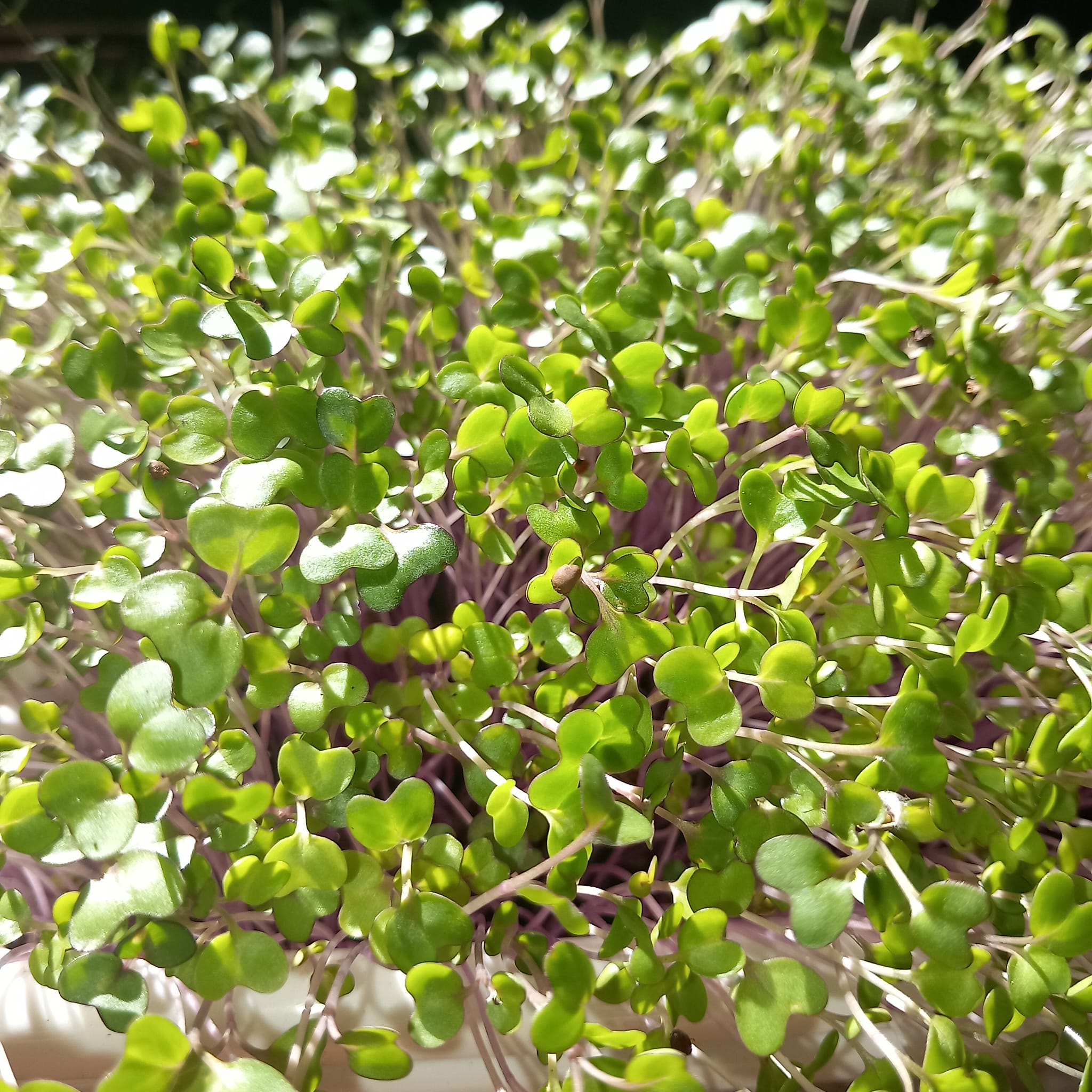 Cavolo Rapa