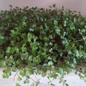 Rapa Pak Choi
