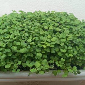 Rucola Matisse