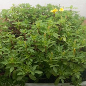 Tagete Limone Pot Pourri