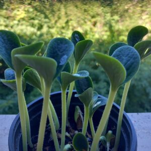 Zucca