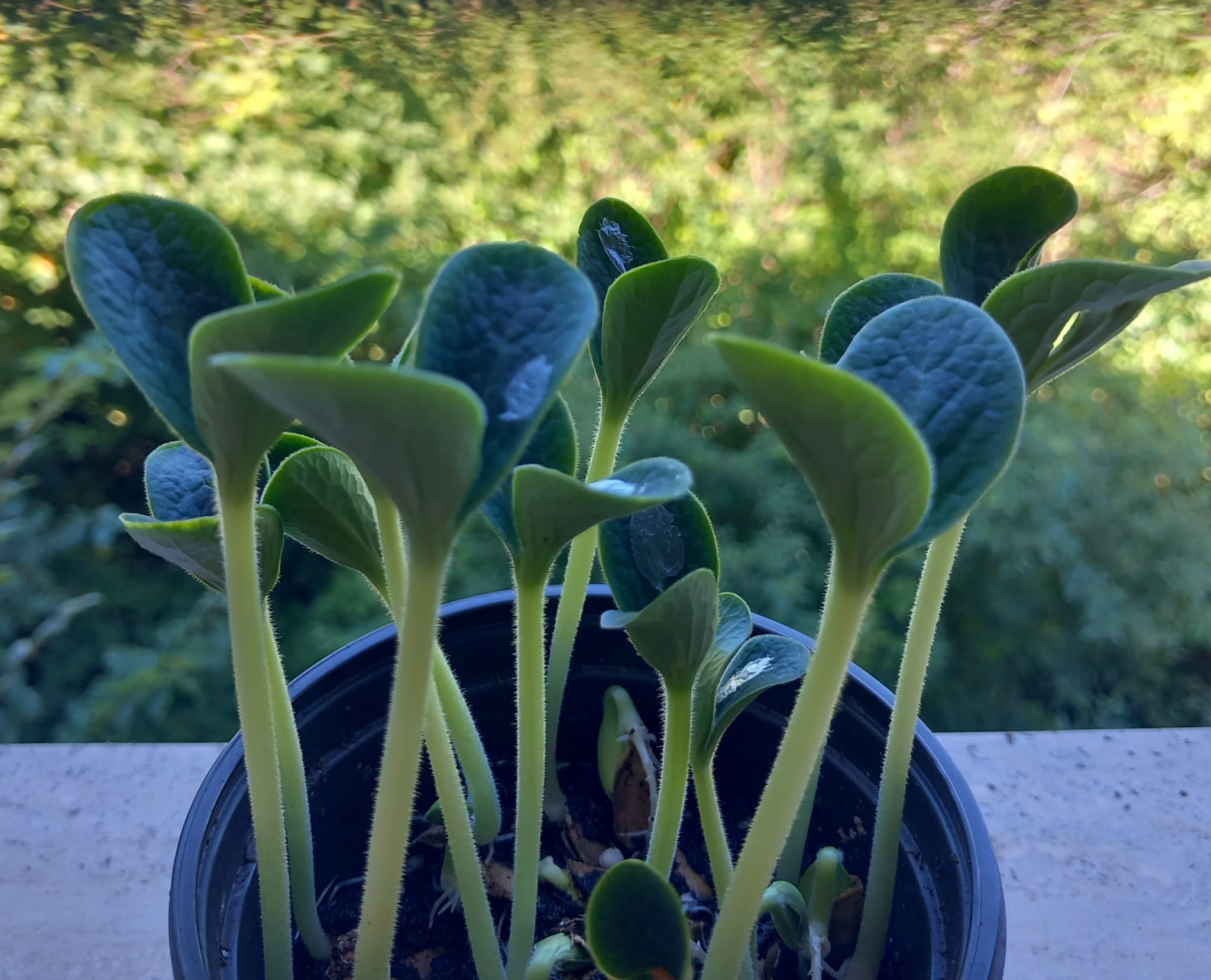 Zucca